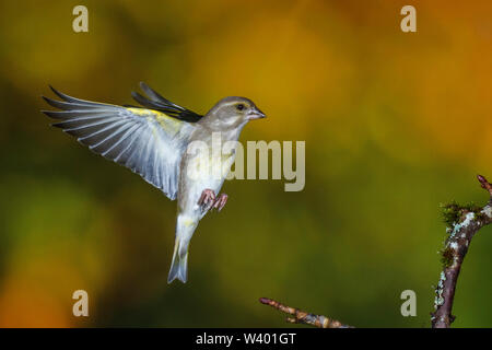 Verdier, Grünfink (Carduelis chloris) im Anflug Banque D'Images