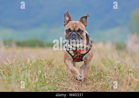 Brown Bouledogue Français il porte un beau faisceau floral courir vers caméra via meadow Banque D'Images