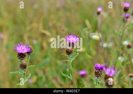 Les prairies de fleurs sauvages, prairie avec les fleurs de centaurée commune en fleur et pollinisent hoverfly, Oxfordshire, UK Banque D'Images