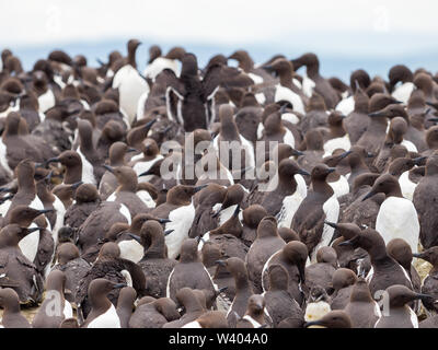 Colonie de guillemots (Uria aalge) sur un rocher. Banque D'Images