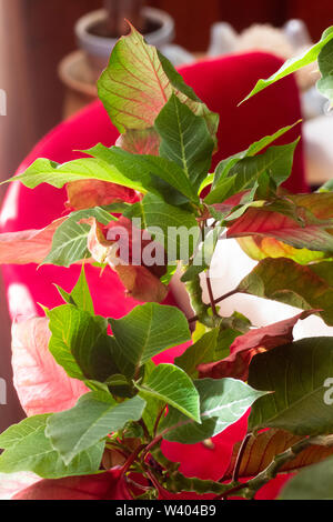 Le poinsettia rouge et vert tacheté dans la lumière. Banque D'Images