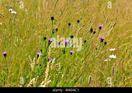 Les prairies de fleurs sauvages, prairie avec les fleurs de centaurée commune en fleur, Oxfordshire, UK Banque D'Images