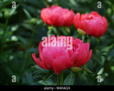 Paeonia Coral Magic. Semi-double, de pivoine rose fleur. Paeonia lactiflora pivoine chinoise (ou même jardin pivoine). Banque D'Images