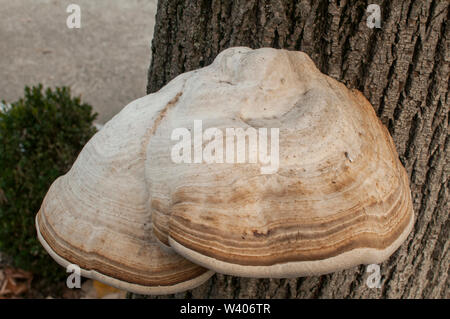 Gros champignon Fomes fomentarius Amadou sur gros plan sur la tige des arbres automne fond Banque D'Images