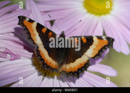 L'Écaille de Milbert papillon sur chrysanthème rose. Banque D'Images