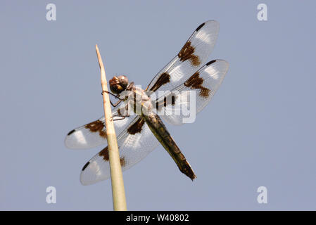 Jusqu'à lors d'un Huit-spotted Skimmer libellule perché sur un roseau. Banque D'Images