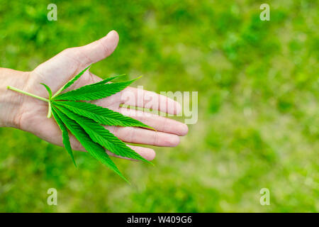 La marijuana médicale. Légaliser le cannabis comme un produit médical. Une feuille de marijuana dans la main. Banque D'Images