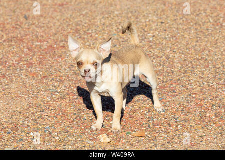 Peu Feisty Fawn male Chihuahua pédigrée couleur chien qui aboie à l'appareil photo à l'extérieur sur la protection de sa propriété de gravier Banque D'Images