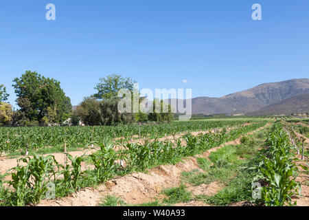 Les plantes de maïs planté aux côtés de jeunes arbres récemment plantés dans un verger pour servir de brise-vent pour protéger les nouveaux arbres, Robertson, Western Cape, donc Banque D'Images