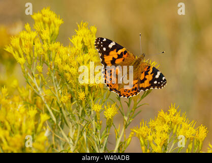 Beau papillon monarque sur fleurs jaune vif Banque D'Images