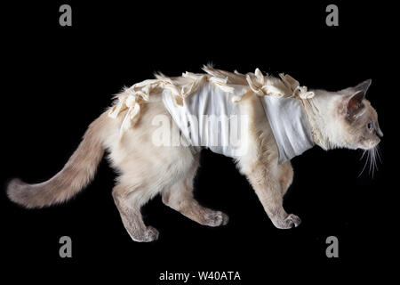 Thai cat dans un pansement postopératoire sur un fond noir. Banque D'Images