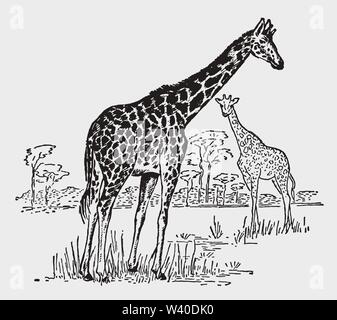 Deux girafes (Giraffa camelopardalis) debout dans un paysage de savane africaine d'acacias. Après une gravure d'illustration historique Illustration de Vecteur
