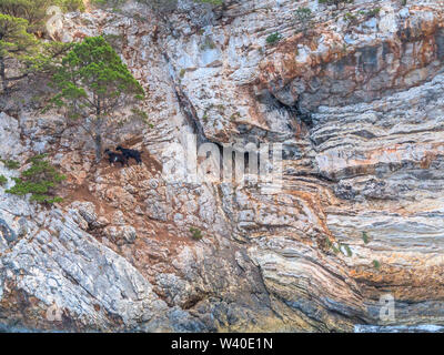 Deux chèvres à l'abri sous un arbre à mi-chemin dans une falaise sur Kefalonia Banque D'Images