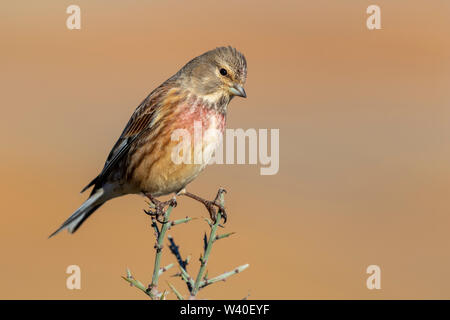 Linnet commun des hommes (Carduelis cannabina) perché sur une brindille contre un fond naturel. Espagne Banque D'Images