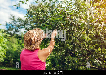 Senior woman contrôle de pommes biologiques non mûres en été verger. Agriculteur en prenant soin d'arbres fruitiers dans le jardin Banque D'Images