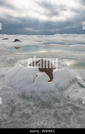 Intéressant la formation de glace autour de pierre sur une plage de la mer Baltique en Lettonie. Banque D'Images