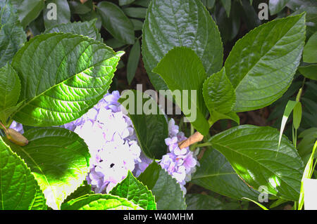 Close-up d'un hortensia violet et de grandes feuilles vertes, connue en botanique comme l'hortensia Banque D'Images