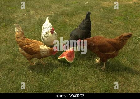 Quatre Poules Partager une tranche de melon sur une chaude journée d'été Banque D'Images