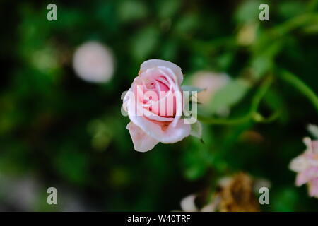 Jardin de rose rose Banque D'Images