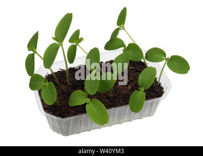 Petit jardin sur la fenêtre. Pot en plastique avec du compost et de pousses fragiles printemps légumes moelle. Isolé sur blanc studio macro Banque D'Images