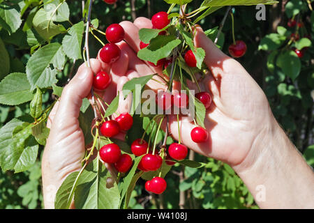 La récolte des cerises mûres agricultrice de fruits. Mains avec des fruits contre les feuilles vertes Banque D'Images