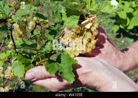 Femme mûre groseille jaune fermier la récolte des fruits. Mains avec des fruits contre les feuilles et le gazon vert Banque D'Images