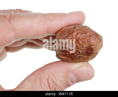 L'agriculteur tient dans sa main un avocat à sec des graines de l'écrou. Isolé sur blanc macro studio Banque D'Images