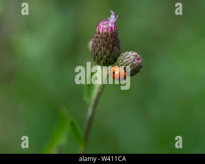 La coccinelle sur fleur mauve sauvage Banque D'Images