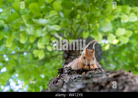 L'alimentation de l'Écureuil d'eurasie rouge sur un arbre sur un arrière-plan flou Banque D'Images