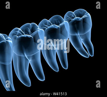 Anatomie dentaire des dents et gencives humaine mandibulaire, la vue x-ray. Dent précise médicalement 3D illustration Banque D'Images