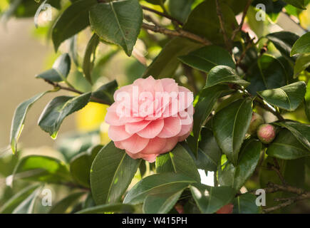 Camellia japonica. Rose de l'hiver. Il y a 100-300 espèces décrites et hybrides 3000 de l'élégante Camellia. Banque D'Images