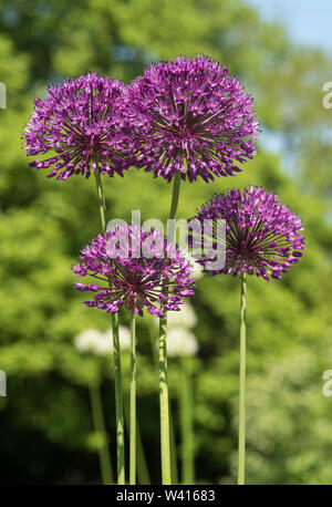 Peut-être Allium var. Hollandicum. La famille de l'oignon, l'ail et l'échalote,Allium ornementales. Plus de 700 variétés. Banque D'Images