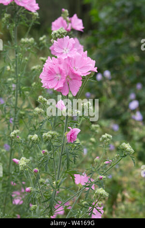 Rose Trémière, mallow malva alcea Banque D'Images