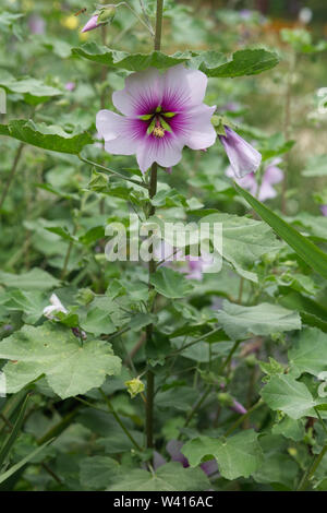 Subovata Malva, bicolore, Lavatera maritima Banque D'Images