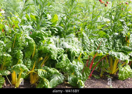 Rainbow chard poussant dans le jardin Banque D'Images