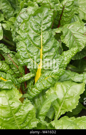 Rainbow chard poussant dans le jardin Banque D'Images