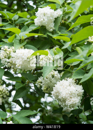 Lilas commun blanc (Syringa vulgaris) avec de grandes panicules de fleurs.Les petits arbres, jusqu'à 10 mètres. Super pour attirer les papillons / les abeilles. Banque D'Images