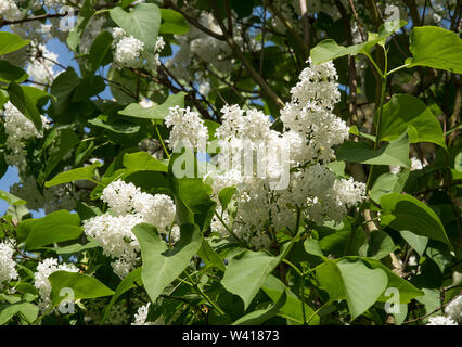 Lilas commun blanc (Syringa vulgaris) avec de grandes panicules de fleurs.Les petits arbres, jusqu'à 10 mètres. Super pour attirer les papillons / les abeilles. Banque D'Images