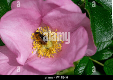 Les bourdons (Bombus hypnorum arbre) la collecte du pollen de la fleur d'une dogrose (rosa canina) Banque D'Images