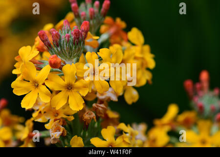 Close up d'un candélabre (primrose primula bulleyana) en fleurs Banque D'Images