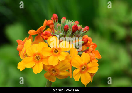 Close up d'un candélabre (primrose primula bulleyana) en fleurs Banque D'Images