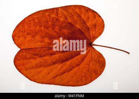 Feuilles d'or liana (Bauhinia aureifolia SSLarsen & K.) isolated on white Banque D'Images