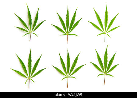 Cannabis Marijuana feuilles isolées sur fond blanc. Banque D'Images