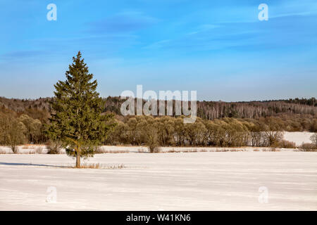 A large Christmas tree in the middle of a snowy field on a sunny day. Early spring Banque D'Images