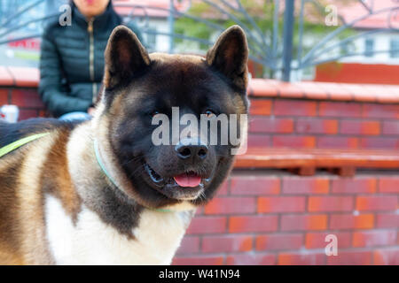 Chien. Chien. Grand adulte américain Akita, gros plan. Banque D'Images