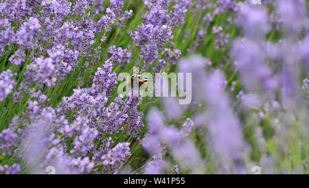 Cotswold Lavender Farm près de Snowshill sur la frontière de Worcestershire et Gloucestershire Banque D'Images