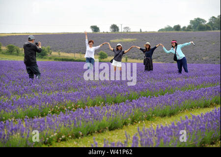 Cotswold Lavender Farm près de Snowshill sur la frontière de Worcestershire et Gloucestershire Banque D'Images