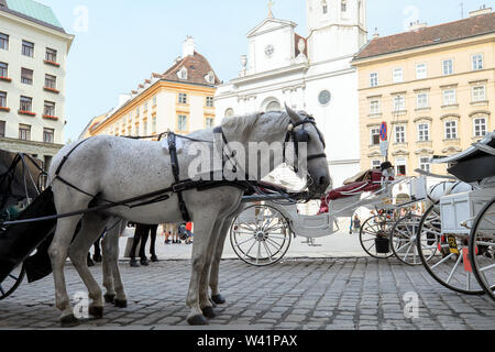 Paire de chevaux blancs dans le faisceau, esprit vintage. Vieux cheval en calèche équitation on city street à la Hofburg à Vienne, Autriche Banque D'Images