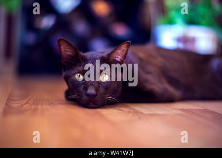 Oriental cat sitting et watching, domestique, animal gris kitty Banque D'Images