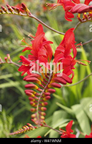 Crocosmia 'Lucifer' montbestia fleurit dans un jardin en juillet. ROYAUME-UNI Banque D'Images